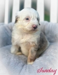 Aussie poodle puppies