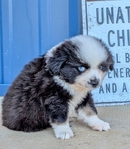 Miniature Australian Shepherd male