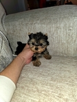 Teacup Yorkie Puppies
