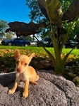 Chihuahua puppies