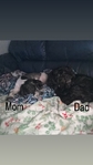 Maltipoo Puppies