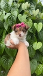 Teacup yorkiepoo