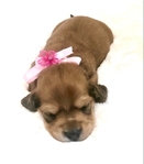 AKC Miniature Dachshunds