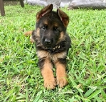 Healthy German Shepherd Puppies