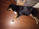 Dogs needs a home