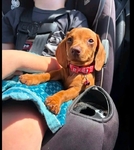 Dachshund