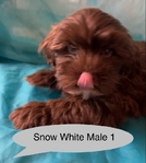 SHORKIES