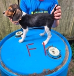 A.K.C. Beagle pups