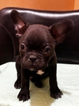 Frenchston Puppies