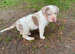 American Bully puppies