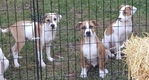 FREE Precious Playful Puppies available for Loving Homes