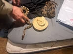 Ball Pythons