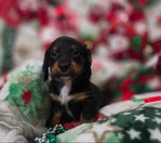 Beautiful Dachshund Puppies