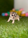 Apple head Chihuahua puppies AKC.