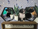 Mini aussies / miniature australian shepherds