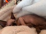 Male Sphynx kitten