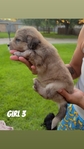 Double Doodle Puppies