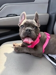 Female frenchie