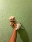Toy Maltes puppy