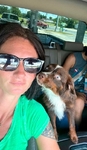 Toy Australian shepherd