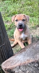 Cane Corso/Pit Bull pups