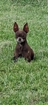 Shitzu Puppies and a Chocolate Chihuahua