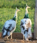 PEACOCK FARM MUST LIQUIDATE ALL BIRDS DUE TO HEALTH ISSUES