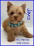 Stunning AKC Male Yorkies