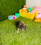 Apple head Chihuahua puppies AKC.
