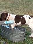 German shorthair pointers (Pure Bred) no papers