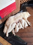 Great White Pyrenees puppies
