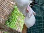 New Zealand Rabbits