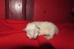 ragdoll kittens for sale