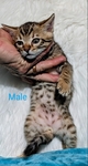 Registered Bengal kittens