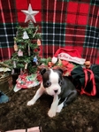 Miniature Boston Terrier Puppies!
Perfect for Christmas!!