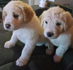 Standard poodle/Pyrenees puppies