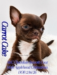 AKC Gorgeous Applehead Chihuahuas