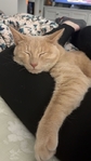 2 Year Old Orange Cat