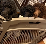 Standard Poodle Puppies born 9/12/25