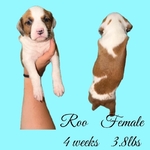 Bully Poodle Mix Puppies
