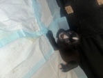 Pup for sale
