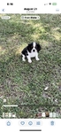 APRI Registered Cavalier King Charles Spaniel