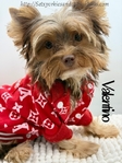 AKC Magnificent Plush Male Yorkie