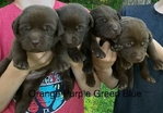 CHOCOLATE LABRADOR RETRIEVER PUPPIES AKC