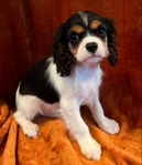 Cavalier King Charles Spaniels