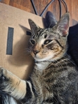 FREE - Looking for new lap to snuggle in!