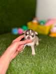 Apple head Chihuahua puppies AKC.