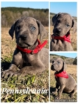 Euro Line Great Dane Puppies