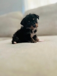 Traditional Morkies