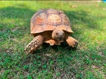 Sulcata Tortoises- Babies